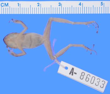 Media type: image; Herpetology A-86033
